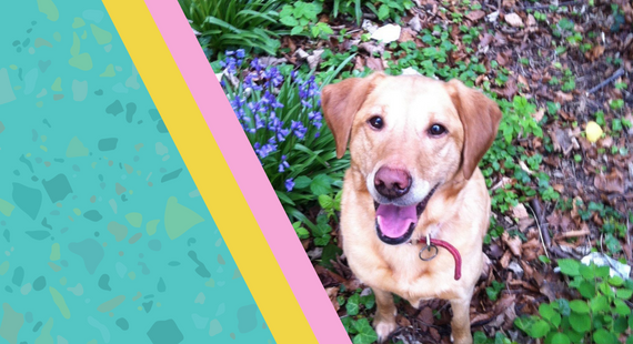 Photo of Miffy, a golden retriever who is a constant companion and recovery team leader to a person with lived experience of bipolar disorder